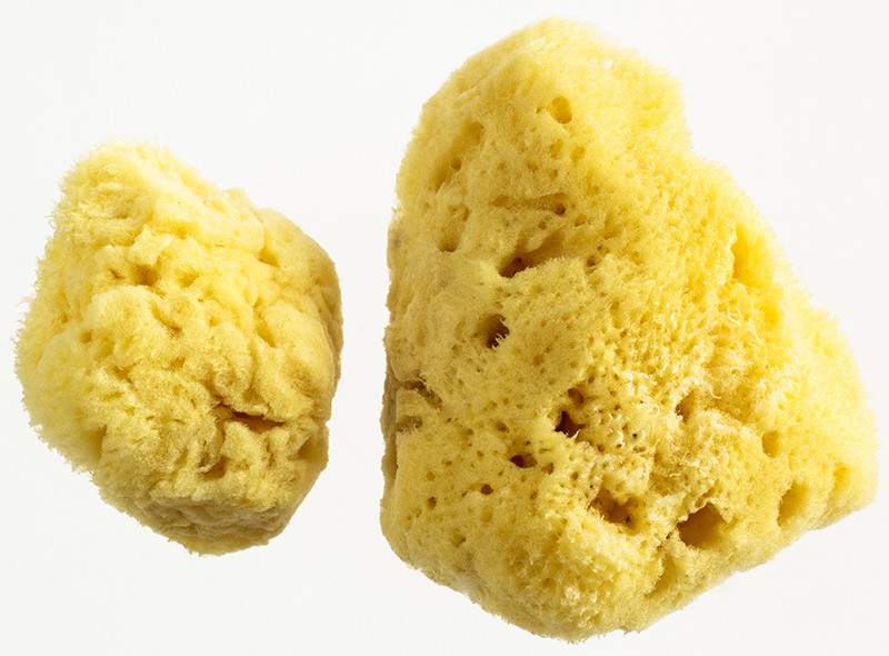 Buy WomanKind Menstrual Sponges Pack of 2 (Small & ExtraLarge) Online