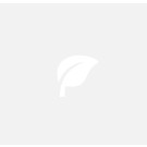 Daily Inhalables West Coast Phyto Oil Blend